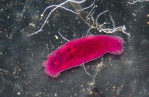 Naturlige remedier for fjerning av parasitter