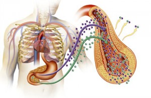 Hva er årsaken til diabetes type 2?