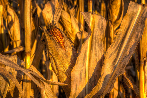 Mais, i økologiske tilstand, er et korn med høyt fiberinnhold