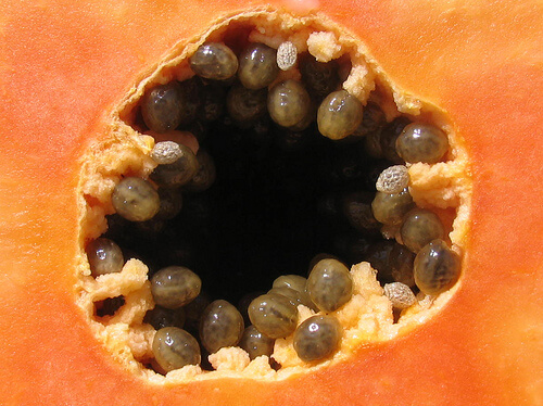 papaya