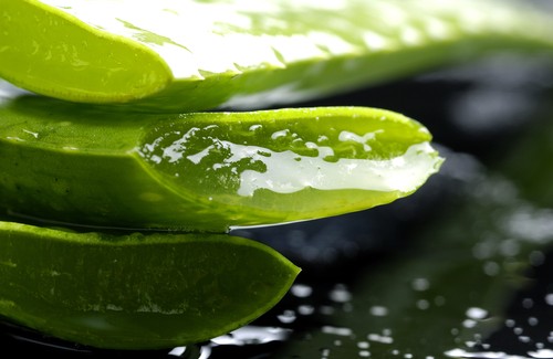 Aloe vera-planten: Forfriskende og helsebringende