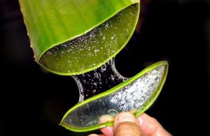 Aloe vera mot forstoppelse