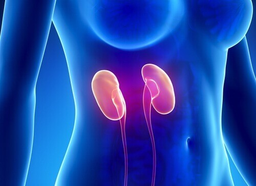 En ukes naturlig rensekur for nyrene