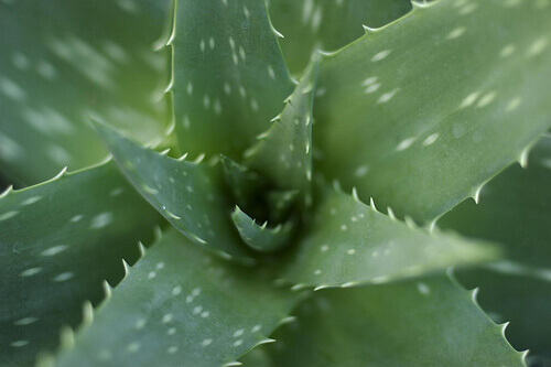 Aloe-vera