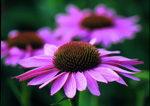blomst