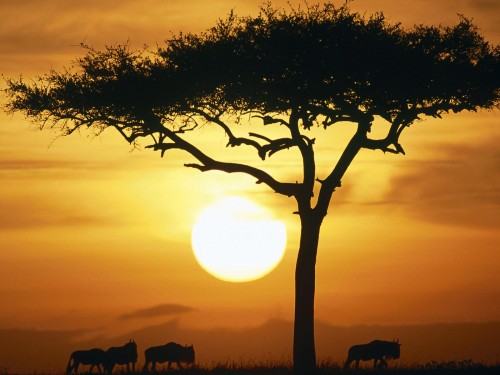afrika