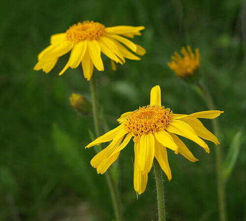 arnica-giorgio
