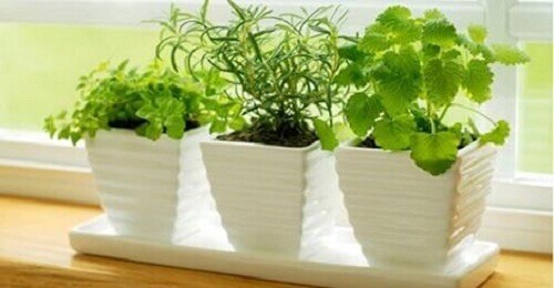 10 planter som tiltrekker seg positive energier