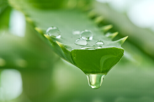 Aloe-vera2