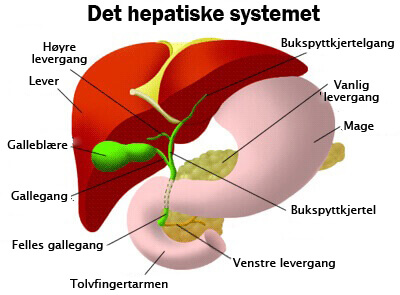 Det hepatiske systemet