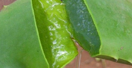 Hvordan behandle flekker på huden på den naturlige måten