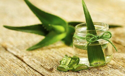 Lær deg å dyrke aloe vera hjemme - du vil elske det!