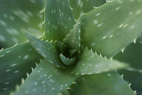 aloe vera