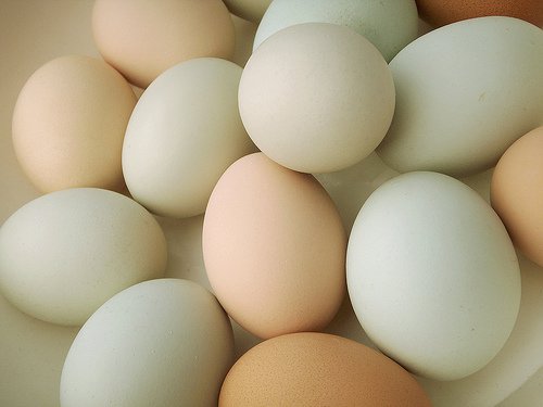 eggs