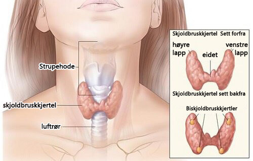 Kan kokosvann hjelpe mot lavt stoffskifte?