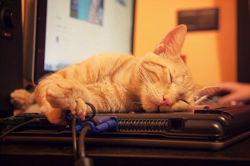 Hva kan katter lære oss om det å sove?
