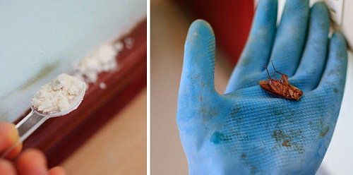 Slik kan du kvitte deg med kakerlakker