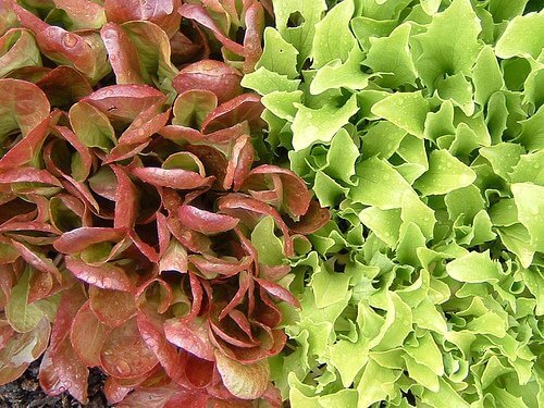 salat