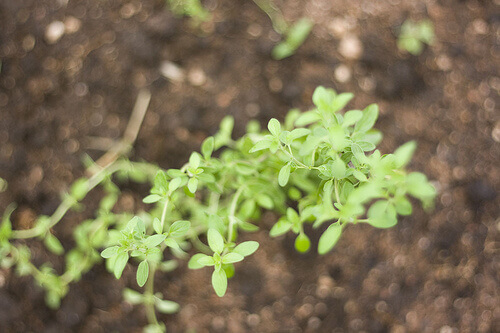 Naturlig antibiotika uten resept