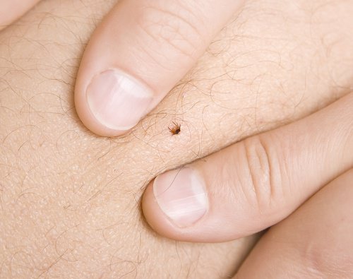 6 naturlige måter å bli kvitt flått for godt