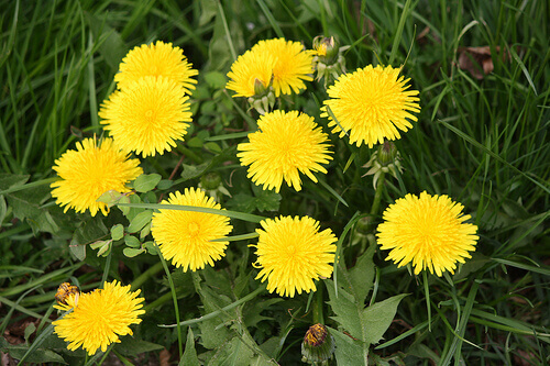 løvetann er sunt for leveren og senker kolesterolet