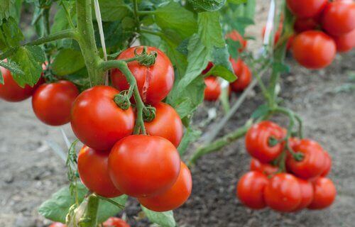 Slik kan du dyrke tomater hjemme