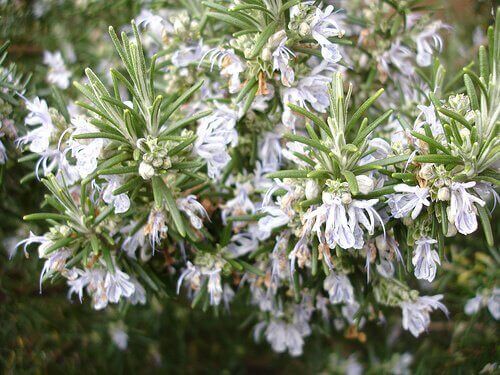 2-blomstrende-rosmarin