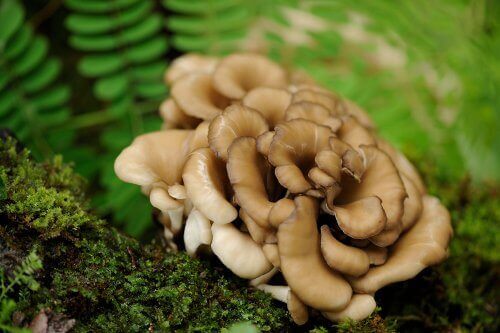 6-shiitake