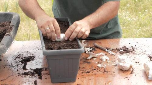 Hvordan dyrke hvitløk hjemme, tips og triks