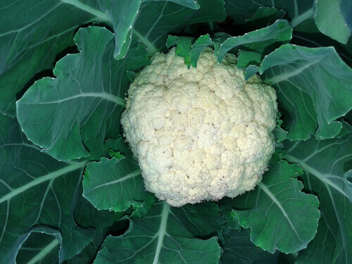 I_cauliflower