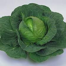cabbage