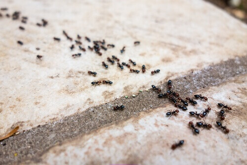 6 effektive og naturlige maurfjernere