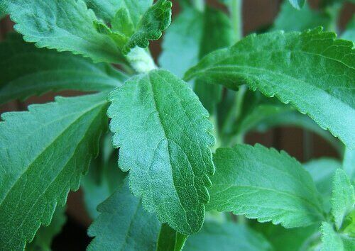 stevia-1