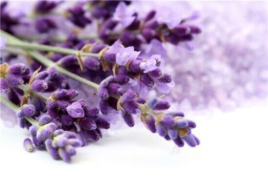 Lavendel