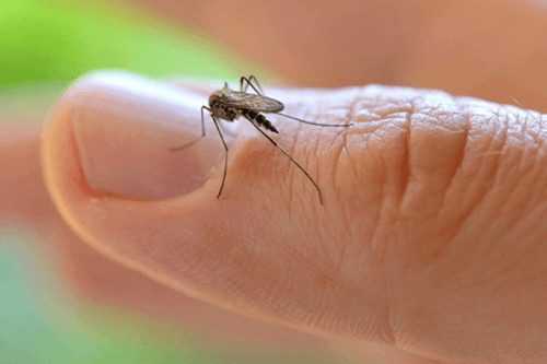 WHO erklærer global nødsituasjon på grunn av Zika-viruset WHO erklærer global nødsituasjon på grunn av Zika-viruset