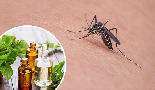 11 urter som frastøter mygg naturlig
