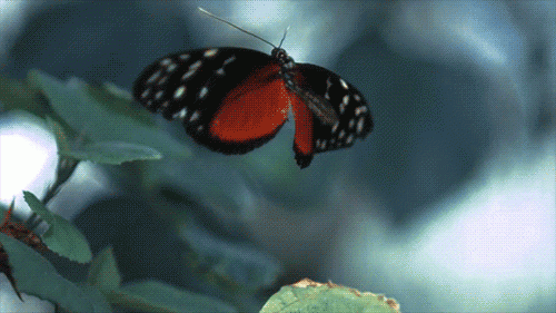 2-sommerfugl