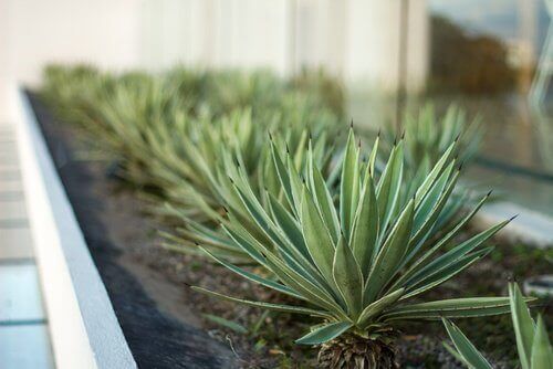 aloe-vera