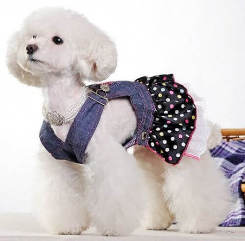 klær til kjæledyret