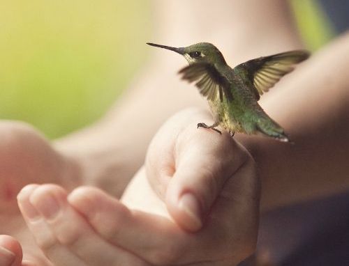 Kolibri i hånd