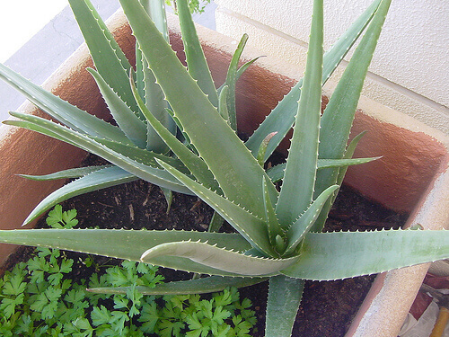aloe-vera-1