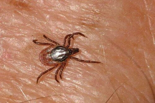 Tilfeller av hemoragisk krim-kongofeber har blitt funnet i Spania