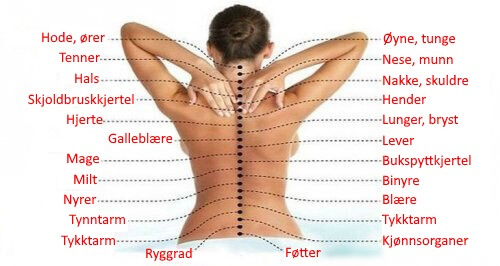 Hvordan ryggsøylen er koblet til organene