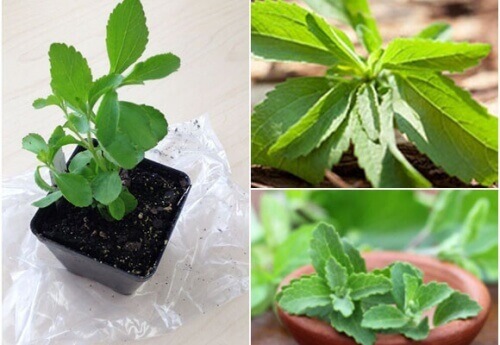 Lag ditt eget søtningsmiddel: Slik dyrker du stevia hjemme
