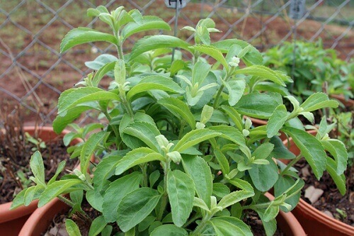 stevia-plante