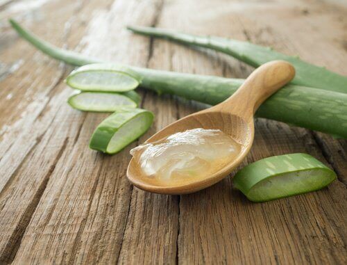 aloe-vera-500x381