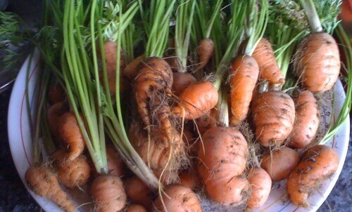 Lær å dyrke gulrøtter hjemme