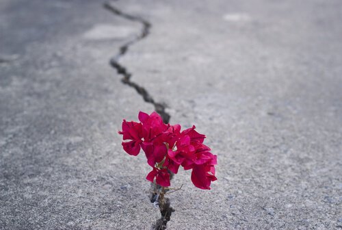 blomster-asfalt