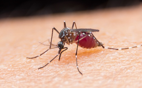 Hvordan unngå mygg - 4 uvanlige triks