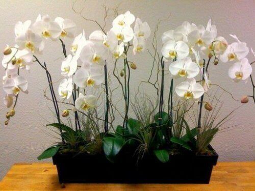 Orkideer passer perfekt på soverommet
